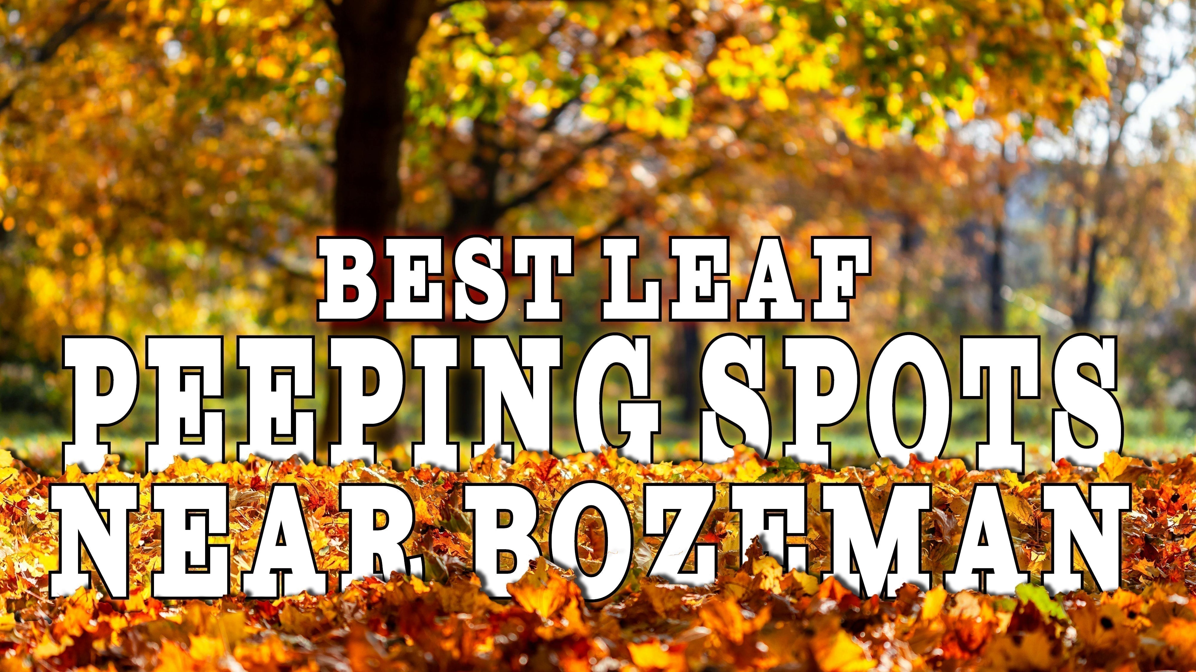 Best Leaf Peeping Spots Near Bozeman