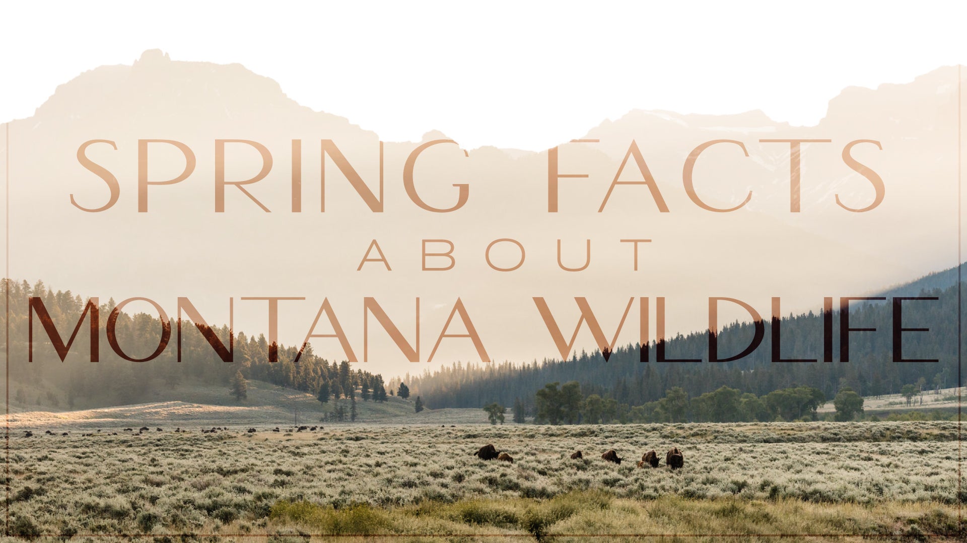 Spring Facts about Montana Animals