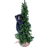 Pine Tree Climbing Black Bear