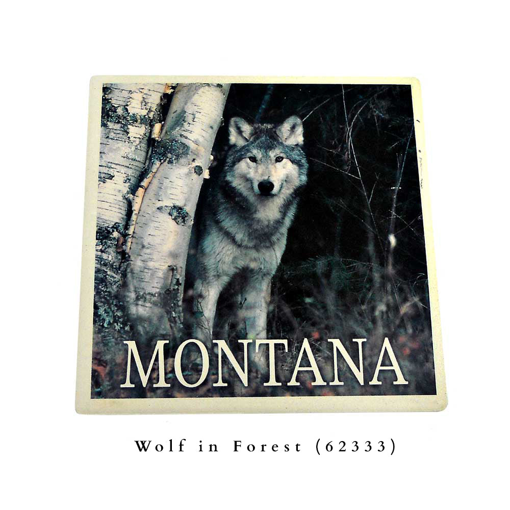 Wolf in Forest Coaster by Lantern Press