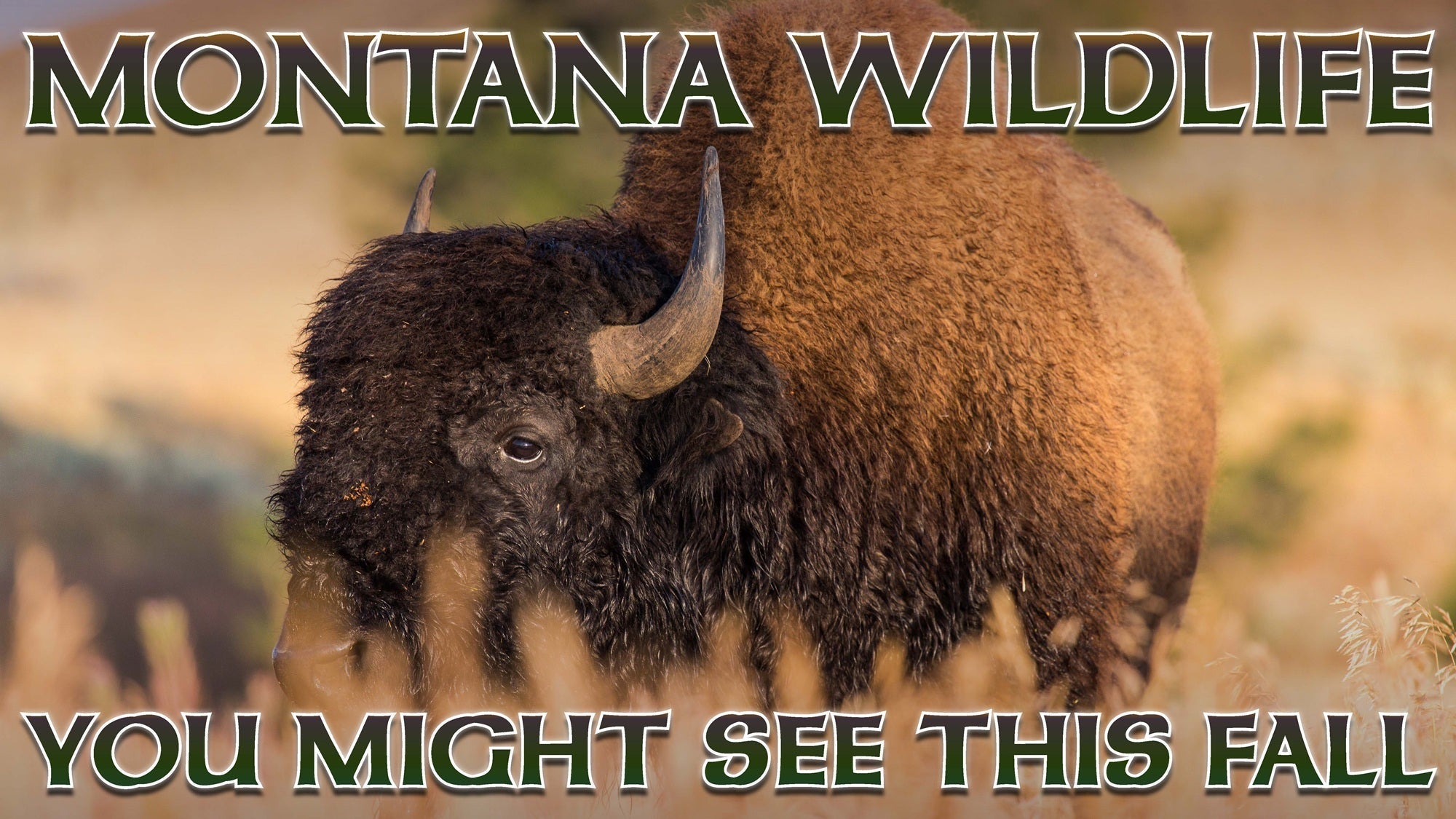 Montana Wildlife You Might See This Fall