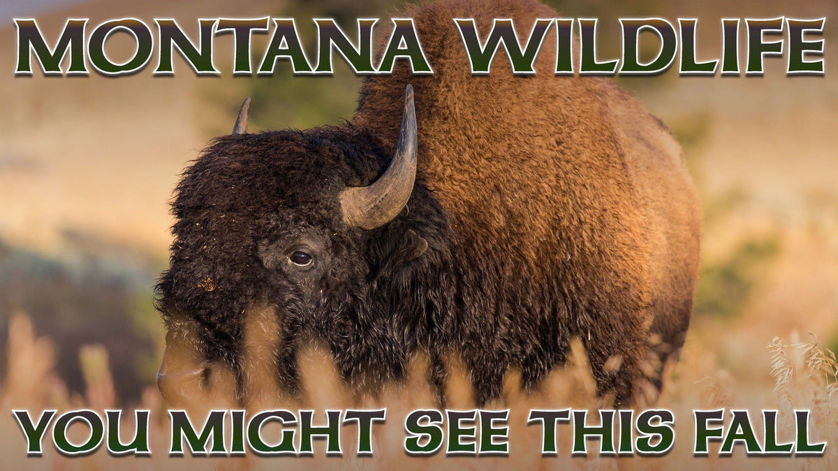 Montana Wildlife You Might See This Fall