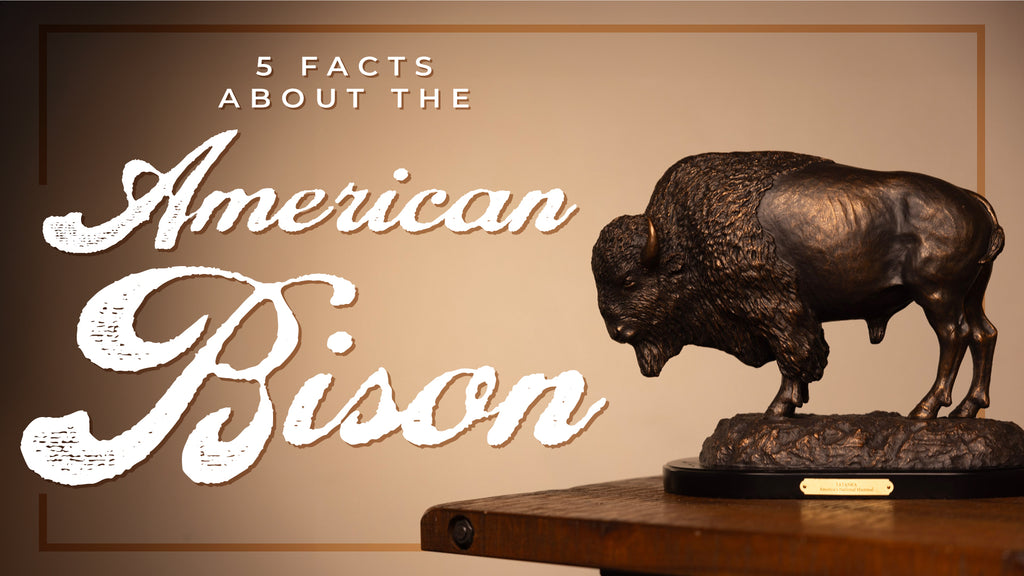 5 Fun Facts about the American Bison!