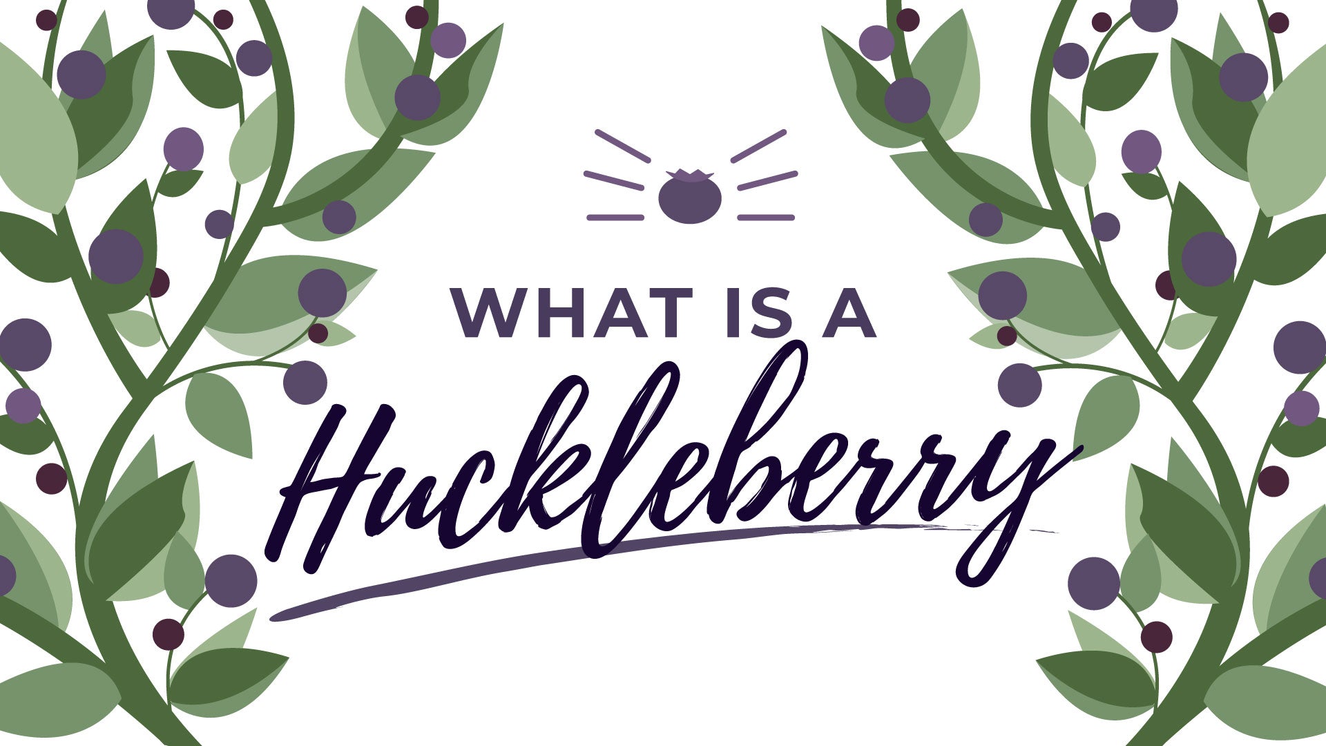 What is a Huckleberry? And other FAQ from Montana Gift Corral, the #1 seller of Huckleberry Gifts