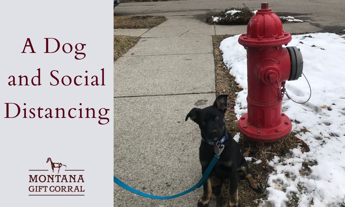 A Dog and Social Distancing