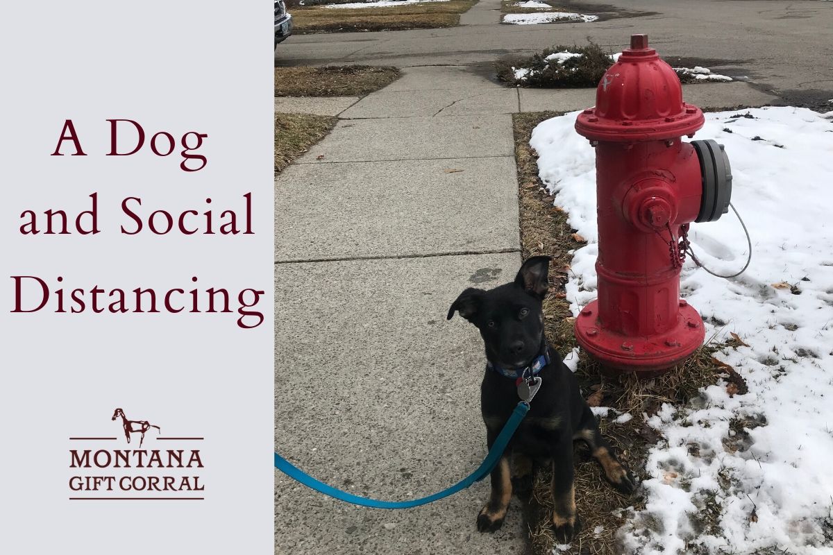 A Dog and Social Distancing
