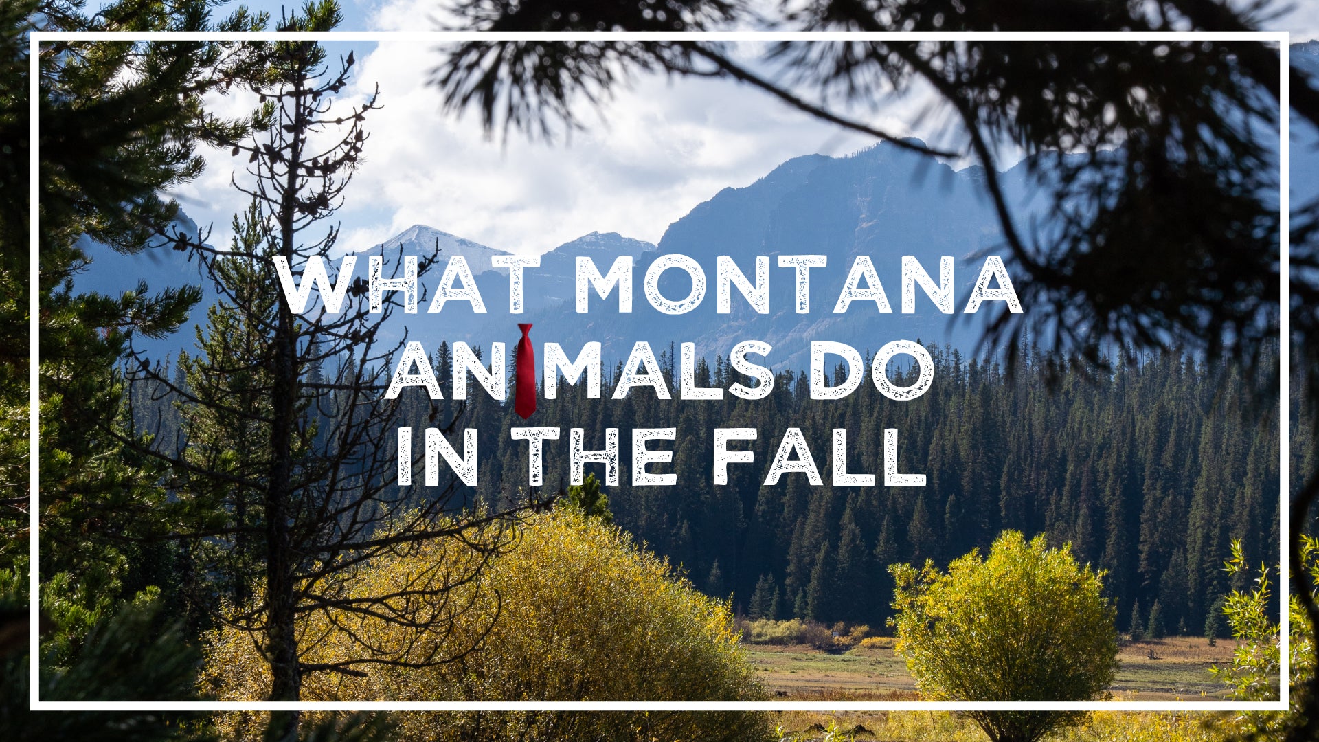 What do Montana Animals Do in the Fall?