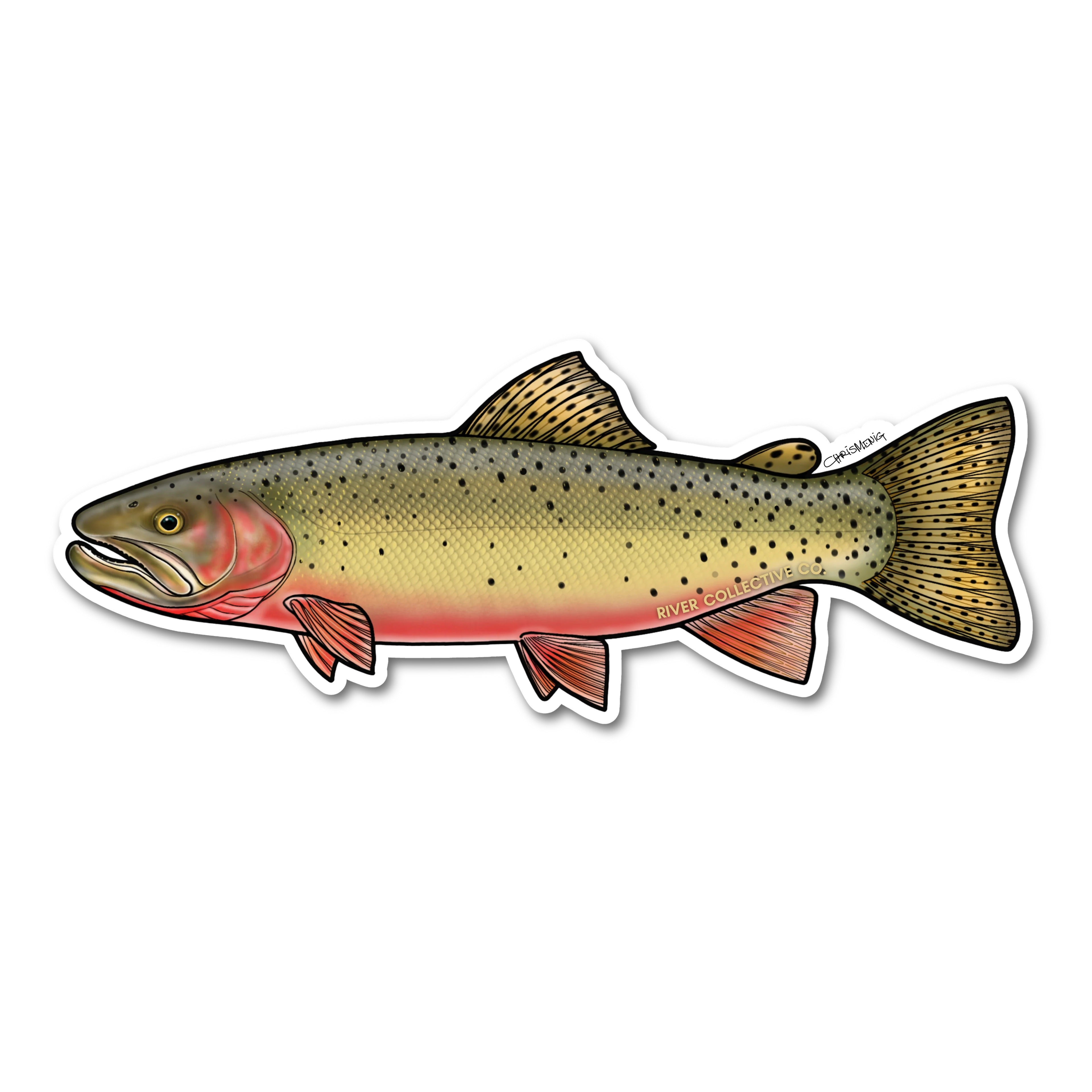 A die-cut vinyl sticker of a trout fish, featuring a detailed illustration with a speckled olive-green and gold back, a pinkish-red underside, and orange-red fins, shown on a plain white background.