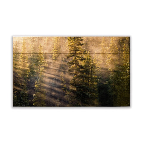 Michael Underwood Photography Sunlight in the Forest Wood Wall Art by Meissenburg Designs