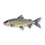 A die-cut vinyl sticker of a detailed fish illustration, featuring a silver and green body with blue fins, shown on a plain white background. The text 'RIVER COLLECTIVE CO.