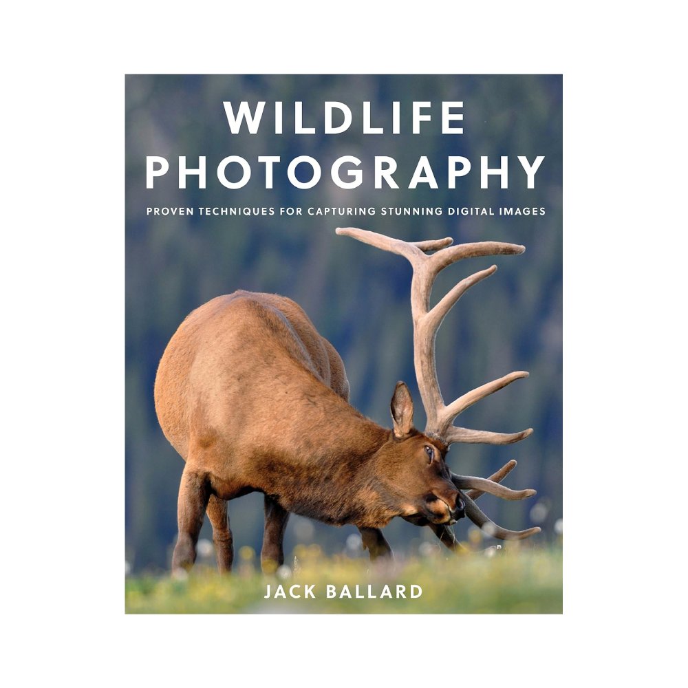 Wildlife Photography by Jack Ballard