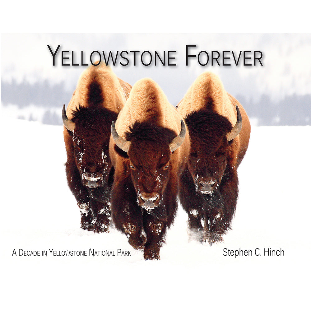 Yellowstone Forever: A Decade in Yellowstone National Park by Stephen C. Hinch